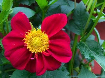 Close-up of red flower