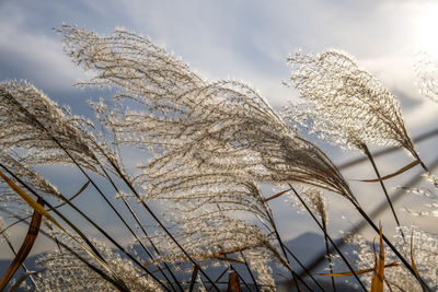 Low angle view of shaking reed against sky