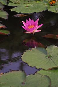 Lotus water lily in lake