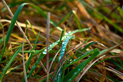 Close-up of insect on plant