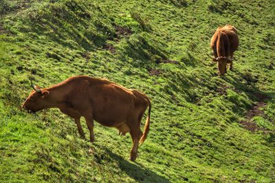 Cows grazing on field