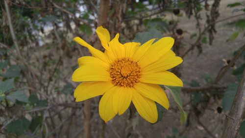 Close-up of yellow flower blooming outdoors