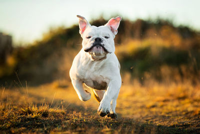 Portrait of dog running on field