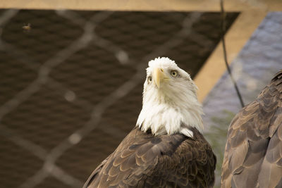 Close-up of eagle against fence