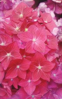 Full frame shot of pink flowers