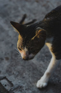 Close-up of a cat looking away