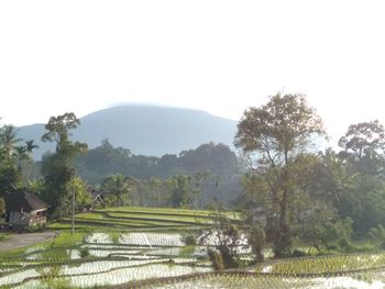 Scenic view of agricultural field against clear sky