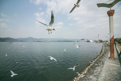 Seagulls flying over sea against sky