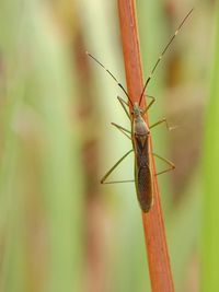 Close-up of insect