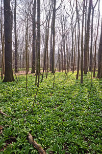 Trees in forest