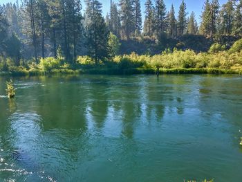 Scenic view of lake in forest