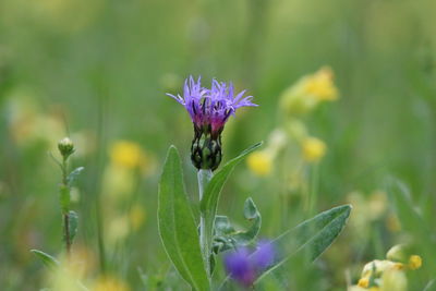 Close-up of insect on purple flower