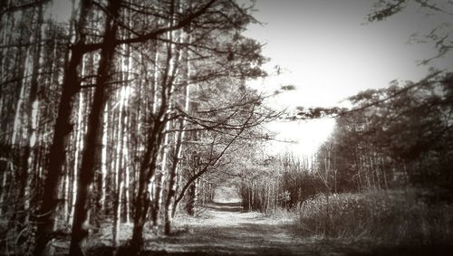 Dirt road passing through trees