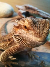 Close-up of lizard