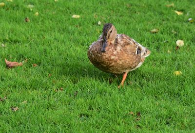 High angle view of duck on field