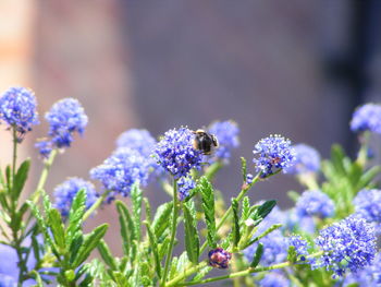 Bee hovering over california lilacs at park