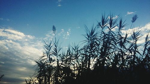 Plants by trees against sky