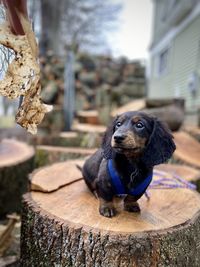 Close-up of dog looking away