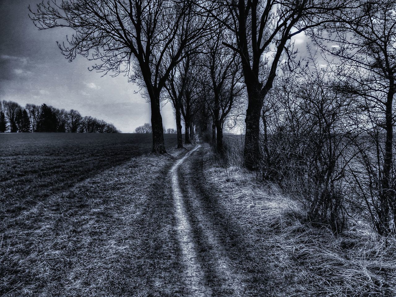 ROAD AMIDST BARE TREES IN FOREST