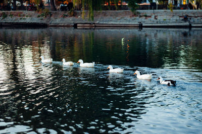 Ducks swimming in lake