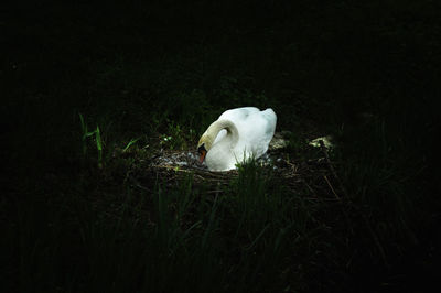 Close-up of swan on grass