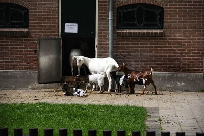 View of dog outside building