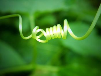 Close-up of green plant