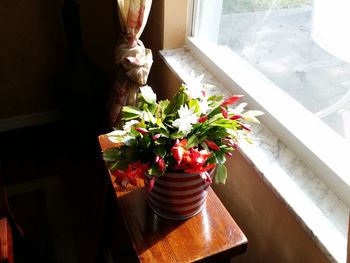 Potted plant on window sill