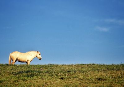Side view of horse standing on field against blue sky