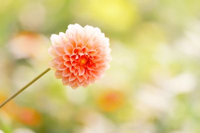 Close-up of pink flower