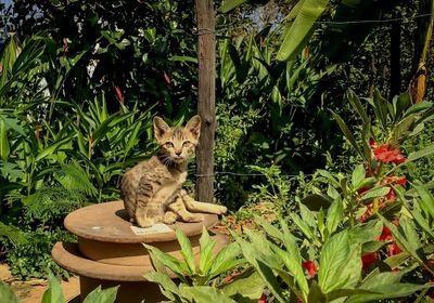 Plant growing on tree