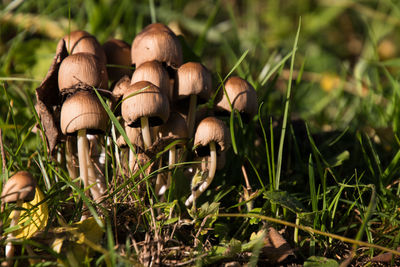 Close-up of mushroom growing on field