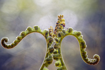 Cerobroter gemmatus on unique plants