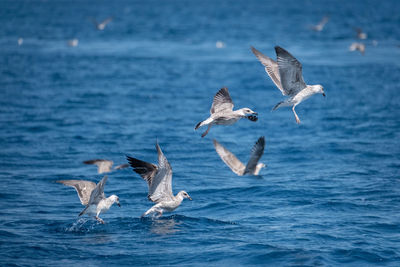 Seagulls flying over sea