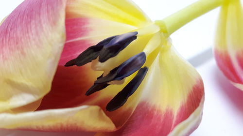 Close-up of yellow flower