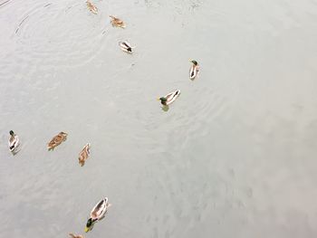 High angle view of mallard ducks swimming in lake