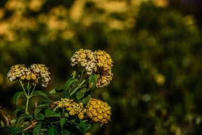 Close-up of yellow flowering plant