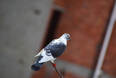 Close-up of pigeon perching on leaf