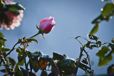 Low angle view of roses against sky