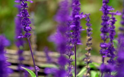 Close-up of lavender blooming outdoors