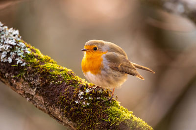 Close-up of bird perching on a branch