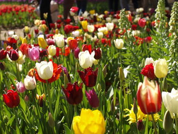 Close-up of flowers