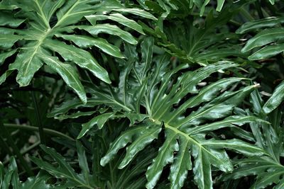 Close-up of plants