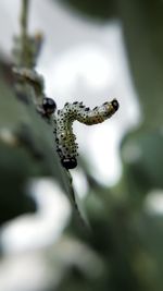 Close-up of bee on plant