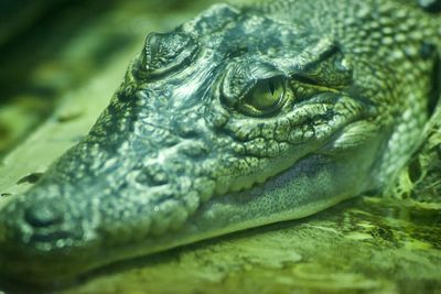 Close-up of a lizard