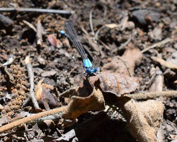 High angle view of blue damselfly on dry leaf