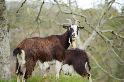 Sheep in a field