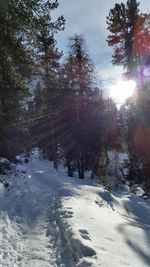 Sun shining through trees