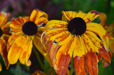 Close-up of honey bee on yellow flower