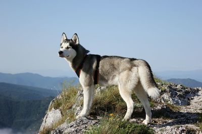 Side view of a dog looking away on mountain against sky